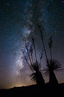 Autumn Milky Way & Yuccas